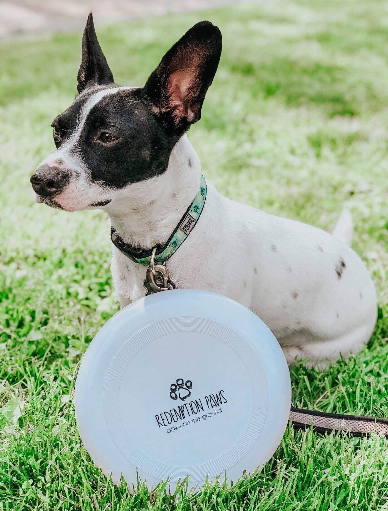 Redemption Paws Logo Frisbee