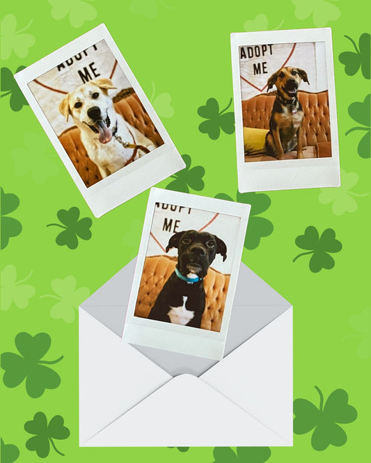 St. Patrick's Day Card & Polaroid Fundraiser!